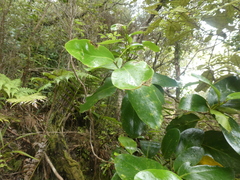 Griselinia