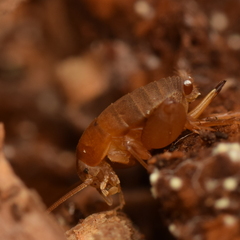 Myrmecophilus