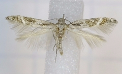 Mompha sturnipennella