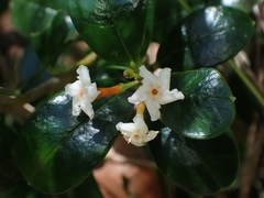 Alyxia buxifolia