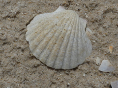 Pecten fumatus