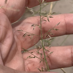 Eragrostis
