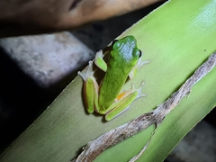 Litoria fallax