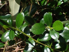 Alyxia buxifolia
