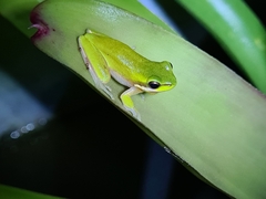 Litoria fallax