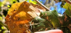 Quercus agrifolia agrifolia