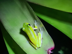 Litoria fallax