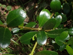 Alyxia buxifolia