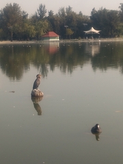 Nannopterum brasilianum