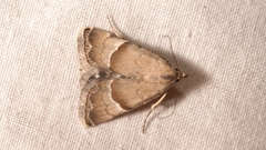 Eublemma blandula