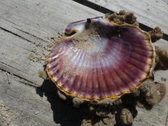 Mimachlamys asperrima