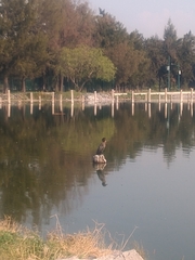 Nannopterum brasilianum