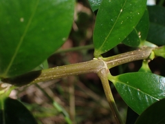 Alyxia buxifolia