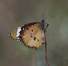 Danaus chrysippus orientis