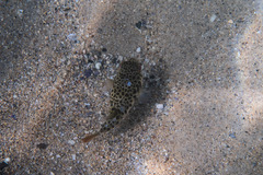 Tetractenos glaber