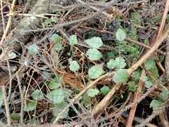 Rubus australis