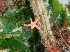 Henricia