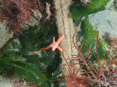 Henricia