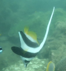 Heniochus acuminatus