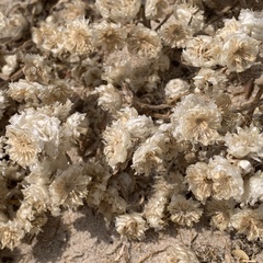 Helichrysum argyrosphaerum