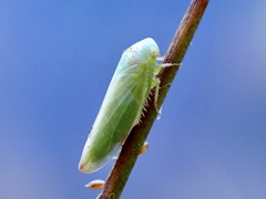 Batracomorphus
