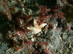 Evasterias troschelii