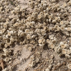 Helichrysum argyrosphaerum