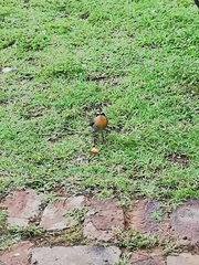 Cossypha caffra caffra