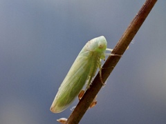 Batracomorphus