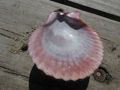 Mimachlamys asperrima