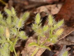 Cerastium comatum