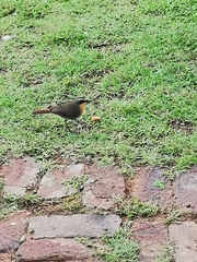 Cossypha caffra caffra