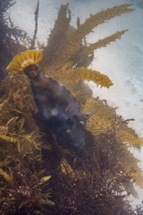 Meuschenia trachylepis