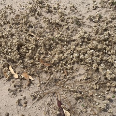 Helichrysum argyrosphaerum