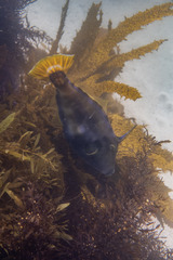 Meuschenia trachylepis