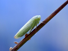 Batracomorphus