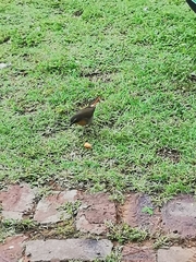 Cossypha caffra caffra