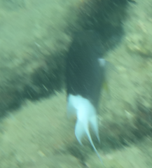 Acanthochromis polyacanthus