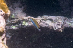Thalassoma lunare