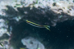 Trachinops taeniatus