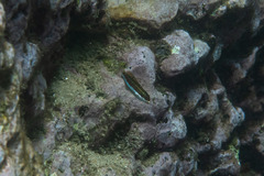 Thalassoma