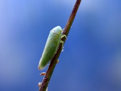 Batracomorphus