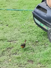 Cossypha caffra caffra