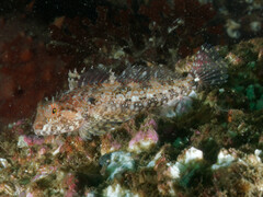 Artedius harringtoni