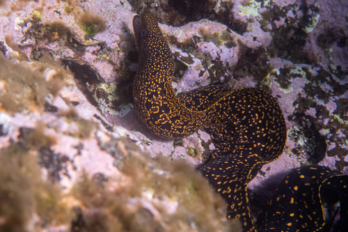 Abbott's eel (Gymnothorax eurostus) — Muraenidae — 3