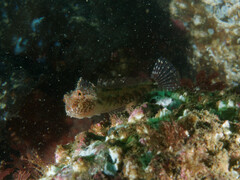 Artedius harringtoni