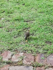 Cossypha caffra caffra