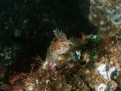 Artedius harringtoni