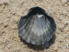 Pecten fumatus