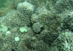 Galaxea fascicularis